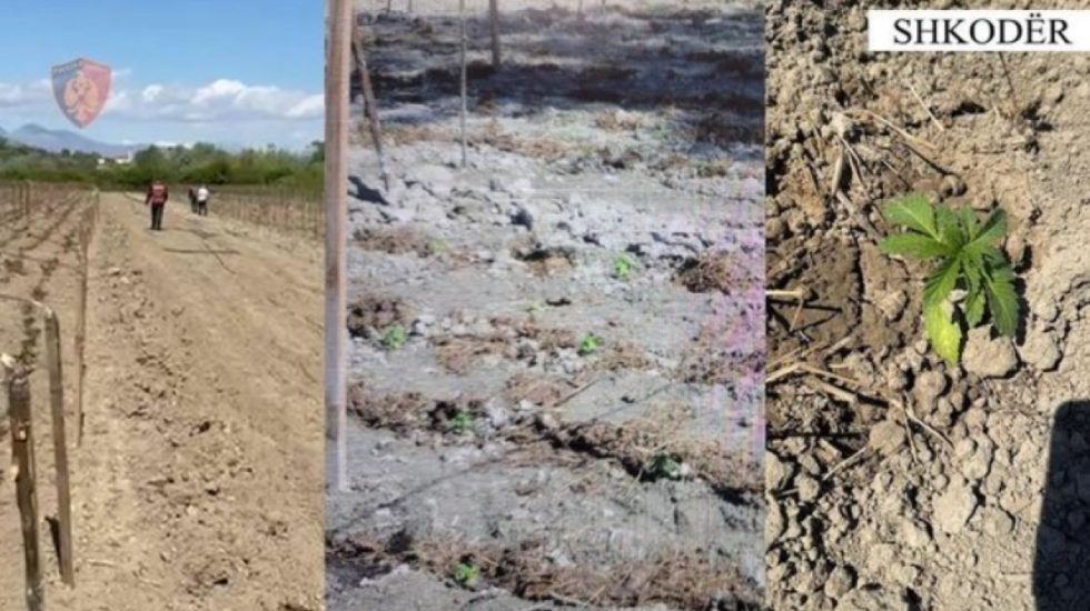 Goditen në “Fazën e Parë”, kapen babë e bir që kultivonin kanabis