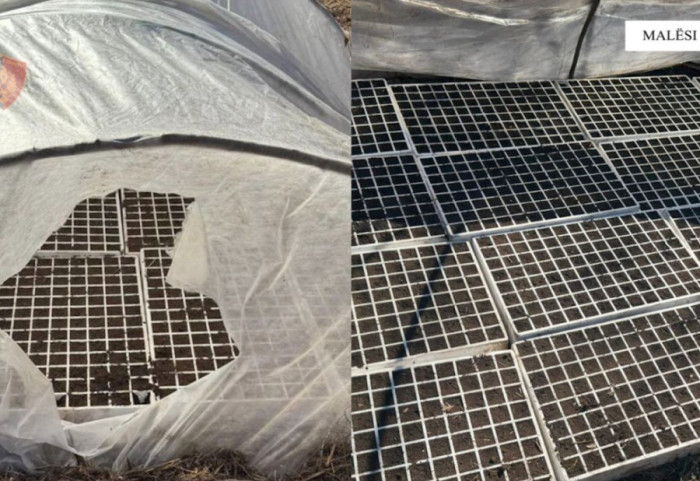 Kanabisi gati për mbjellje, zbulohet sera në Malësinë e Madhe