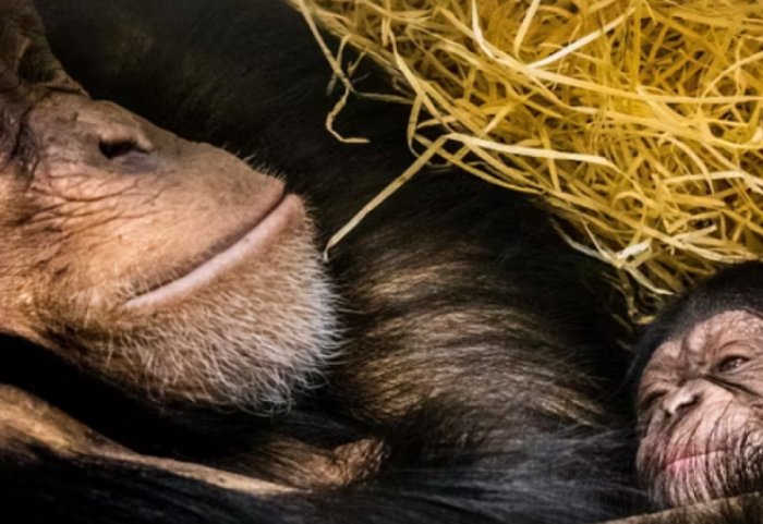 Plas “lufta civile” mes shimpazeve, kafshët vrasin njëra-tjetrën
