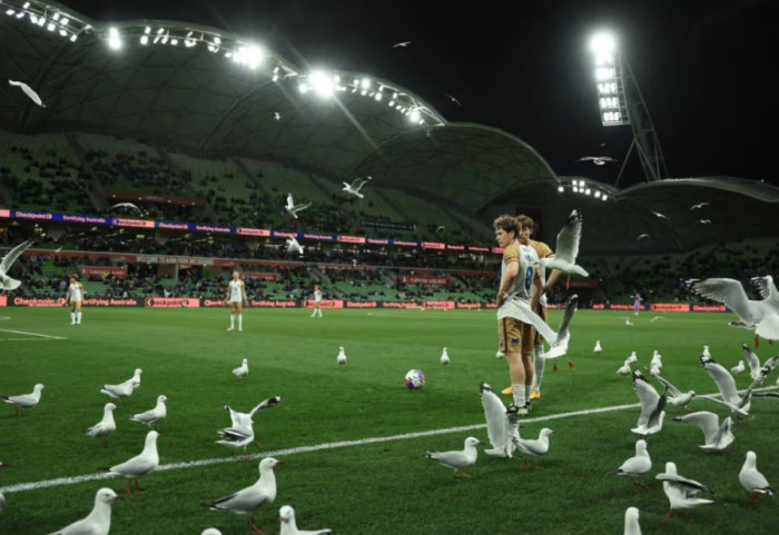 Loja ndalet prej “pushtimit” të fushës, ngjarja e pazakontë në Australi