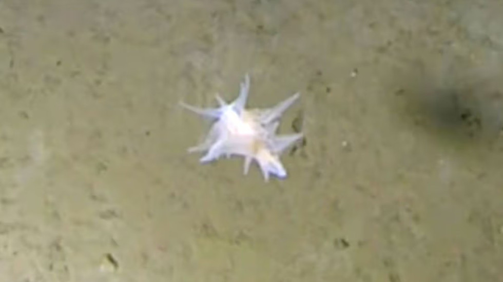 Krijesa misterioze në 9 mijë metër thellësi, shkencëtarët nuk arrijnë ta klasifikojnë