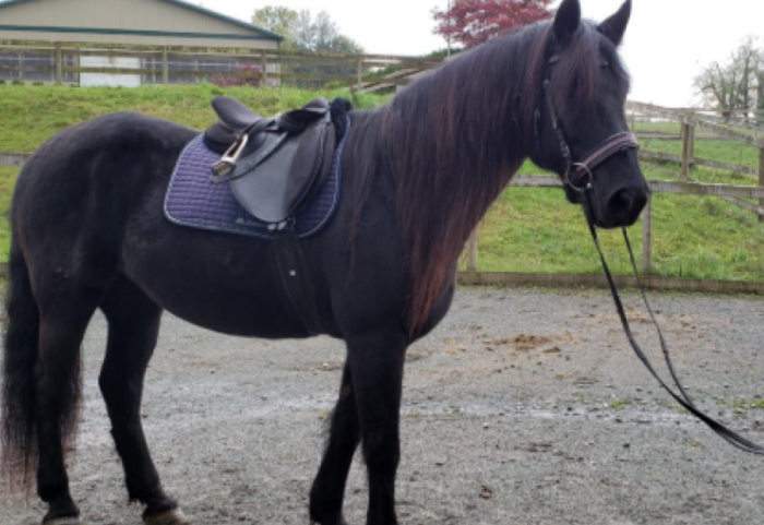 E goditi kali, humb jetën 65 vjeçari në Dibër