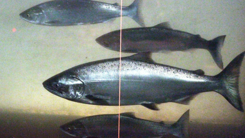 Efekti i kokainës te salmonët, studimi: Po lëvizin më shumë, janë në rrezik