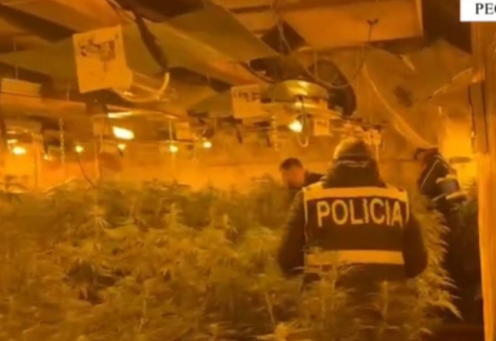 “Ferma” e kanabisit në Peqin, përjashtohen nga policia 7 efektivë