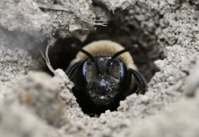 Zbulim i rrallë, mbi 5 milionë bletë jetojnë nën tokë pranë varrezave në SHBA