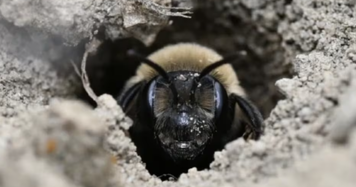 zbulim-i-rralle-mbi-5-milione-blete-jetojne-nen-toke-prane-varrezave-ne-shba