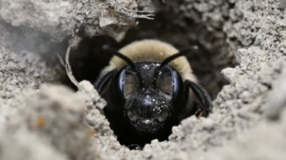 Zbulim i rrallë, mbi 5 milionë bletë jetojnë nën tokë pranë varrezave në SHBA