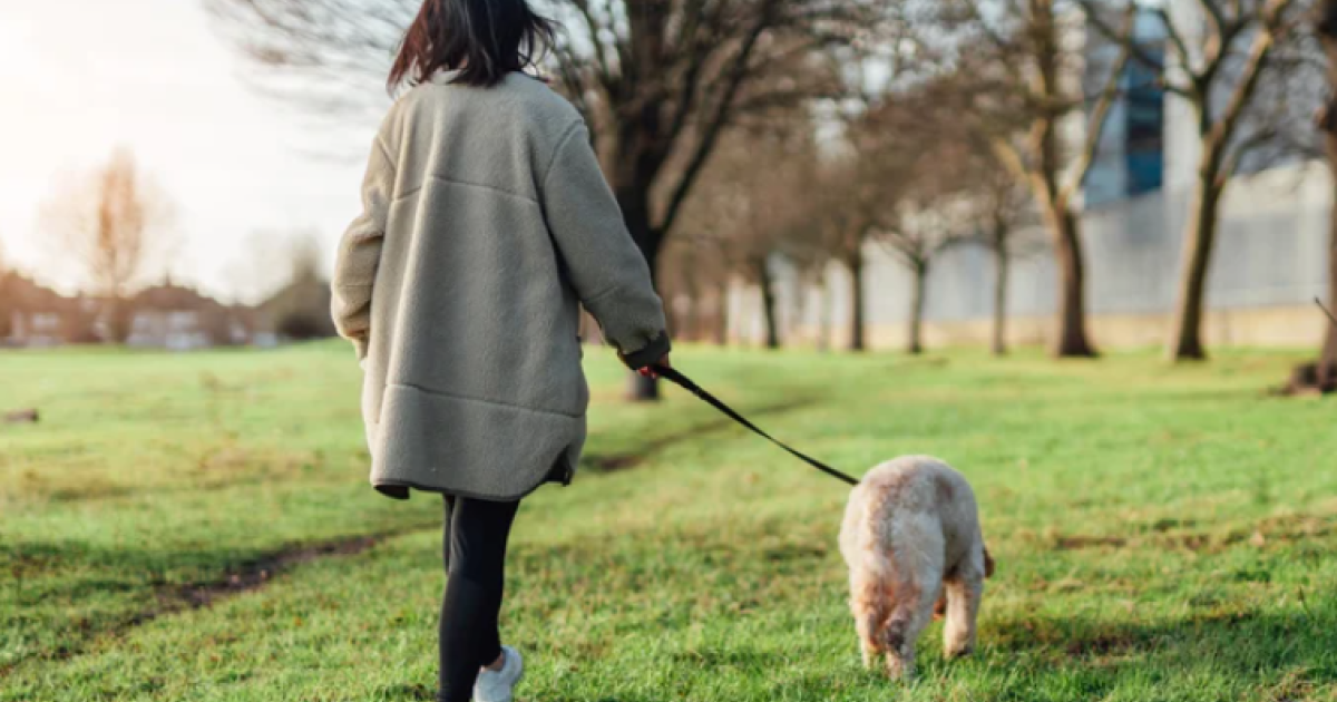 puna-e-endrrave-ne-angli-68-000-euro-rroge-dhe-akomodim-ne-vile-per-t-u-kujdesur-per-qenin