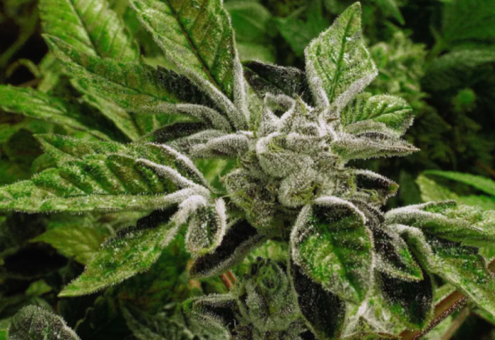 Administrata amerikane ndryshon kursin për kanabisin, zhvillimi i ri historik