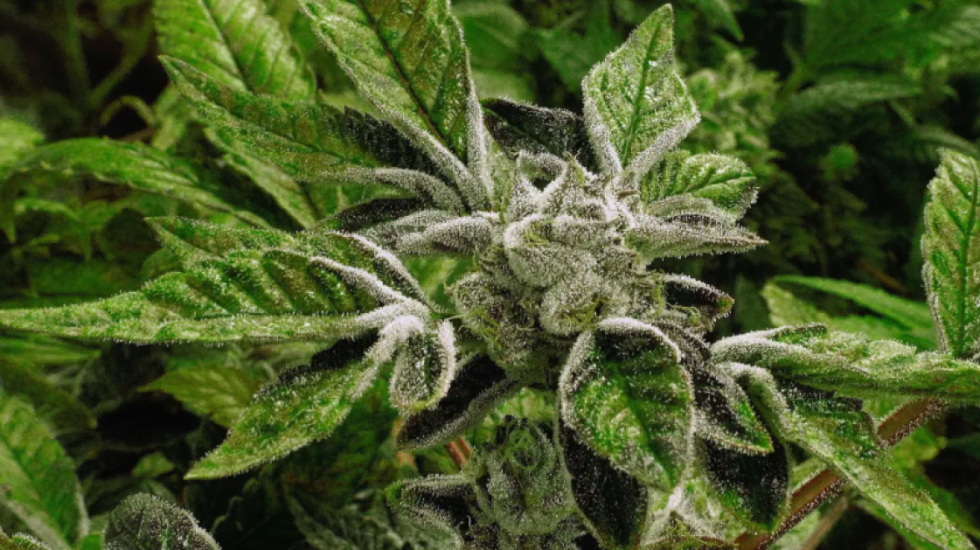 Administrata amerikane ndryshon kursin për kanabisin, zhvillimi i ri historik