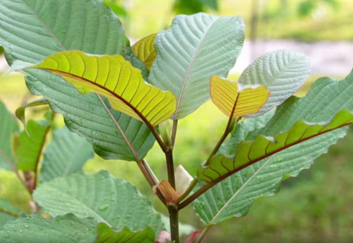 Shkakton konvulsione dhe mund të shtrohesh në reanimacion, droga e re që po shqetëson SHBA