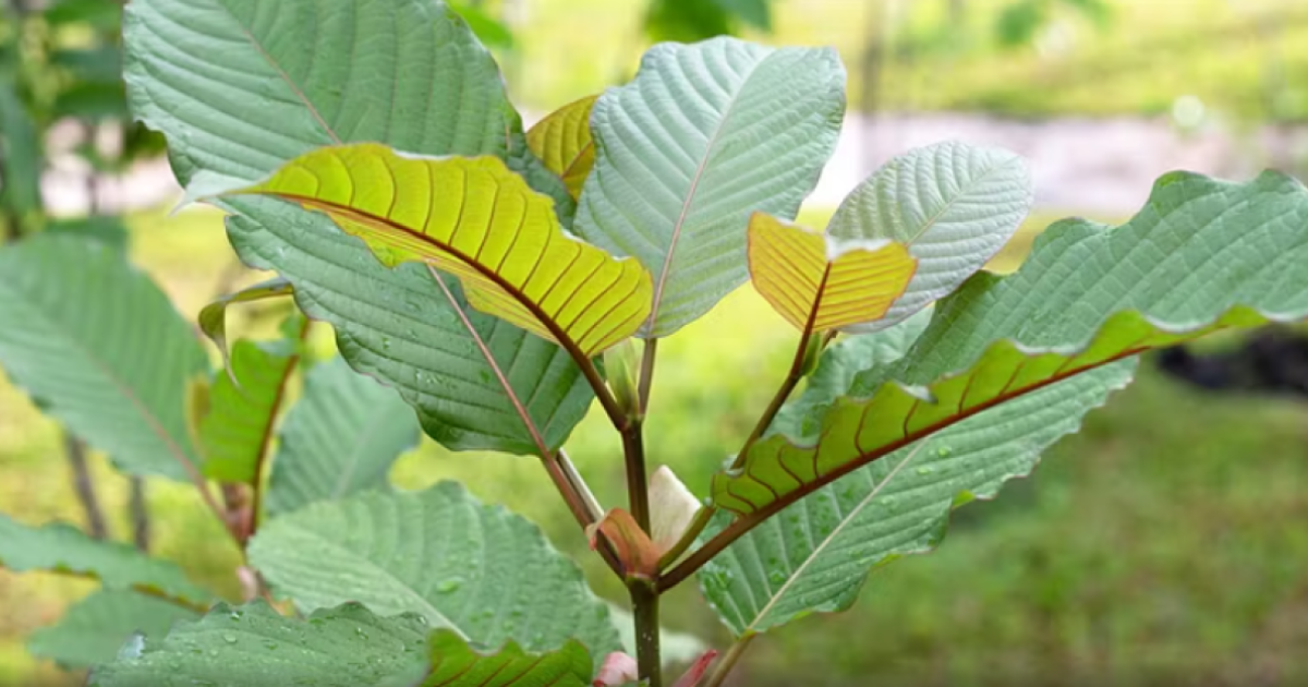 shkakton-konvulsione-dhe-mund-te-shtrohesh-ne-reanimacion-droga-e-re-qe-po-shqeteson-shba