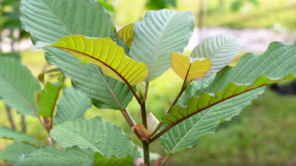 Shkakton konvulsione dhe mund të shtrohesh në reanimacion, droga e re që po shqetëson SHBA
