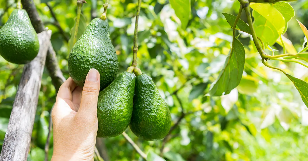 fruti-trendy-qe-ka-shume-perfitime-por-edhe-disa-te-meta