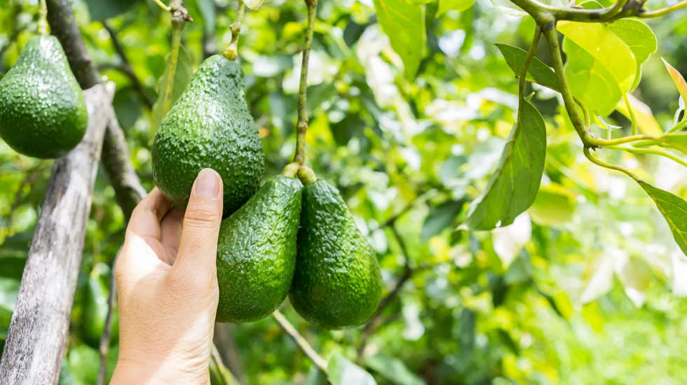 Fruti “trendy” që ka shumë përfitime, por edhe disa të meta