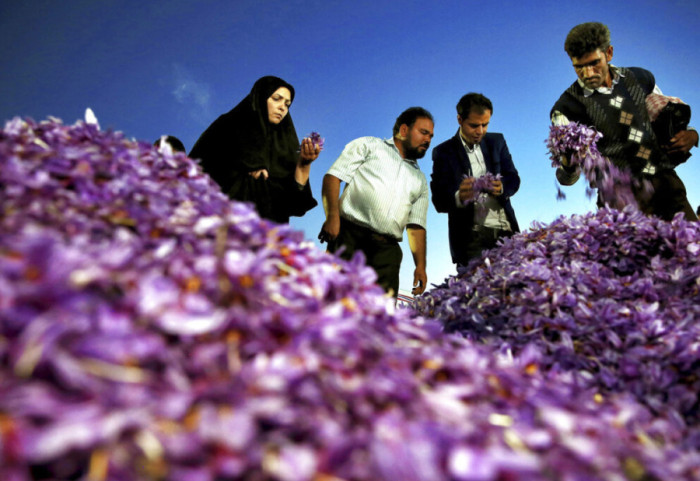 Ndërprerja e internetit në Iran frenon eksportet e shafranit