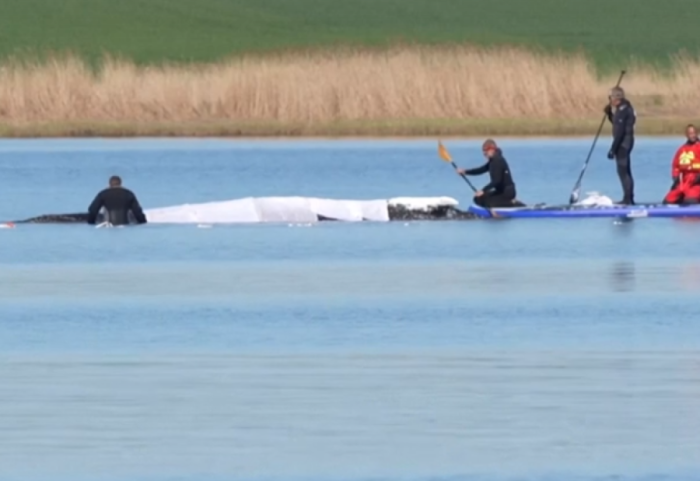 Balena “Timmy” e bllokuar në Baltik, përpjekja e shpëtimit bëhet çështje politike në Gjermani