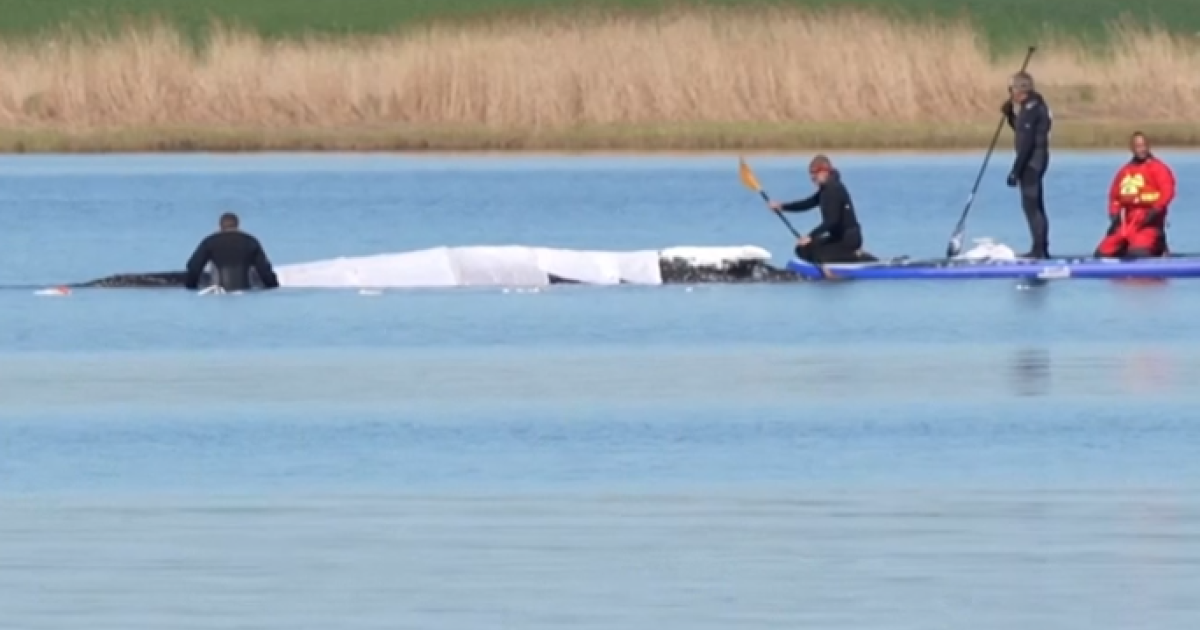 balena-timmy-e-bllokuar-ne-baltik-perpjekja-e-shpetimit-behet-ceshtje-politike-ne-gjermani