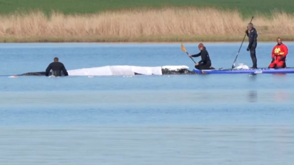 Balena “Timmy” e bllokuar në Baltik, përpjekja e shpëtimit bëhet çështje politike në Gjermani