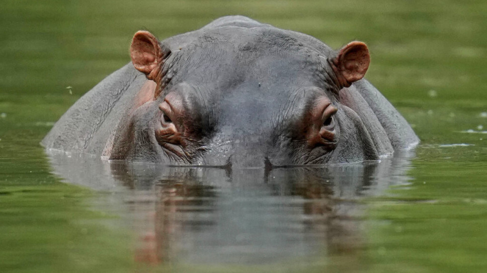 Hipopotamët e Eskobarit kanë një shpresë, djali i miliarderit kërkon t’i shpëtojë