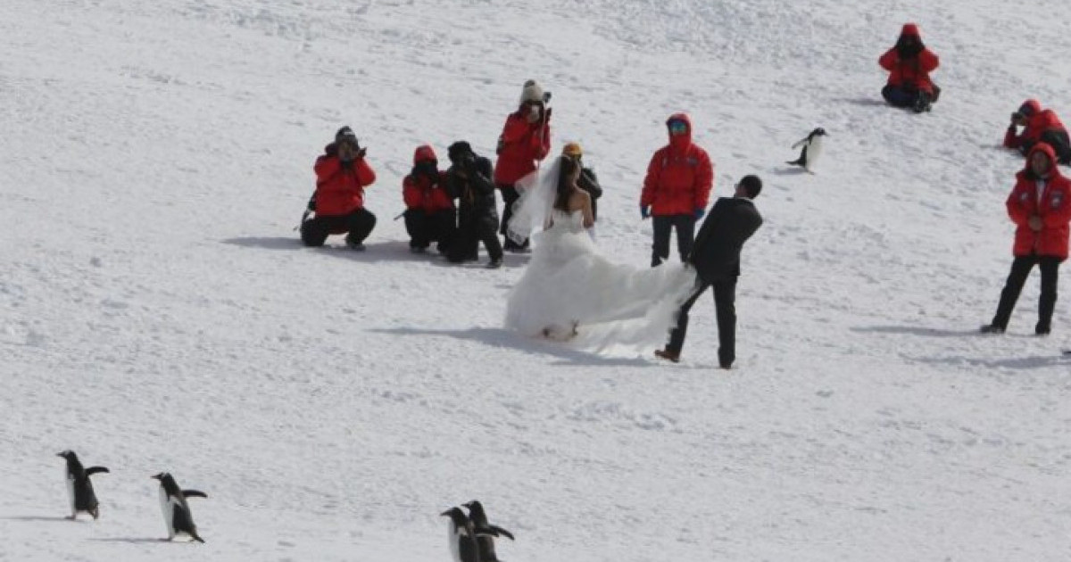 dasme-e-pazakonte-ne-antarktide-prifti-mberriti-me-anije-akullthyese