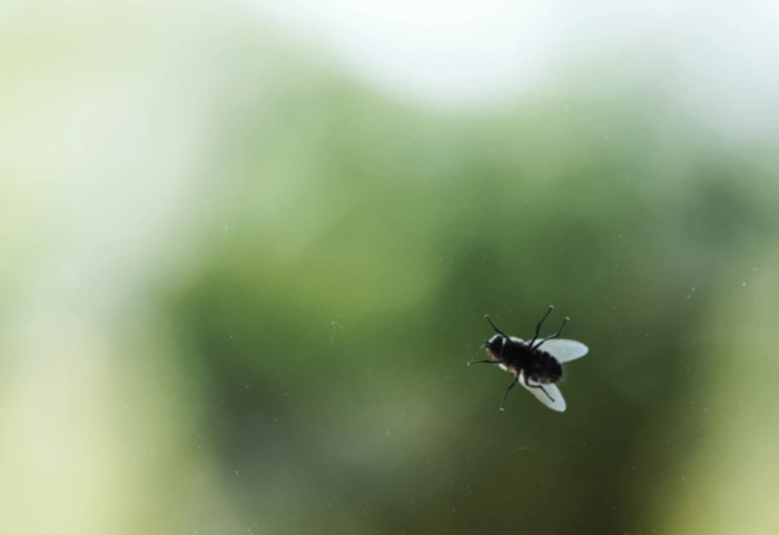 Si të largoni mizat nga shtëpia dhe të parandaloni rikthimin e tyre