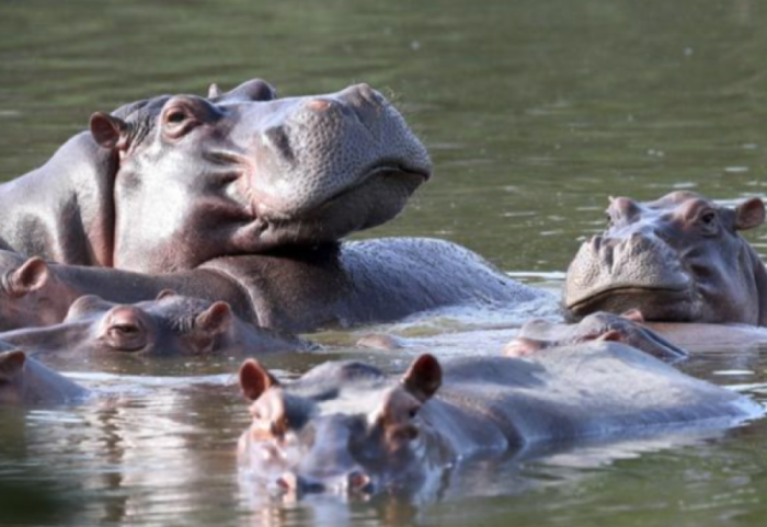 Një miliarder merr përsipër të shpëtojë hipopotamët e Pablo Escobar