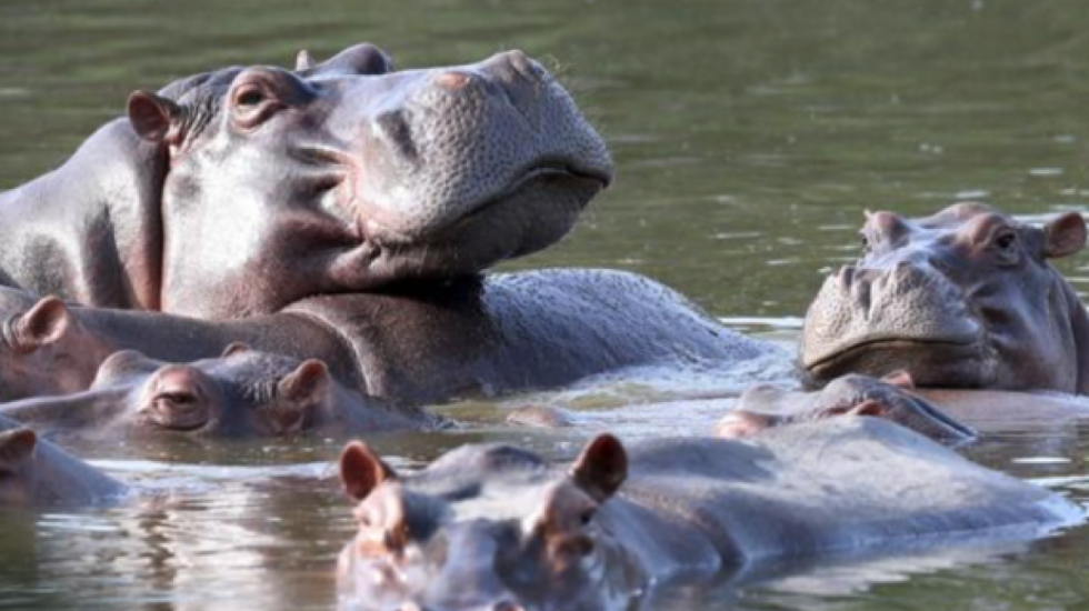 Një miliarder merr përsipër të shpëtojë hipopotamët e Pablo Escobar