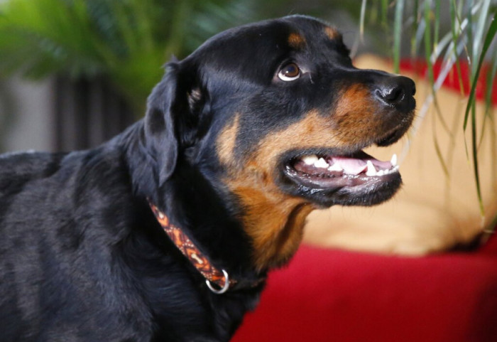 U zunë me shoqen dhe i lëshuan qenin, dy motrat nën akuzë për tentativë vrasjeje