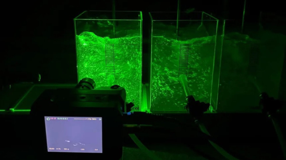 "Pema e mrekullive" që filtron mikroplastikë nga uji