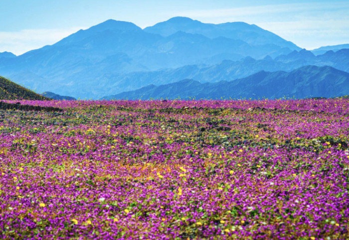 Rikthehet jeta në “Luginën e Vdekjes”, shkretëtira lulëzon për herë të parë në 10 vjet
