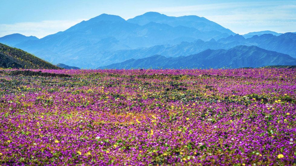 Rikthehet jeta në “Luginën e Vdekjes”, shkretëtira lulëzon për herë të parë në 10 vjet