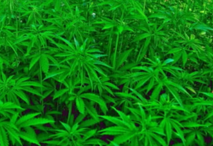 Zjarrfikësit në krye të detyrës zbulojnë plantacionin me 200 rrënjë kanabis