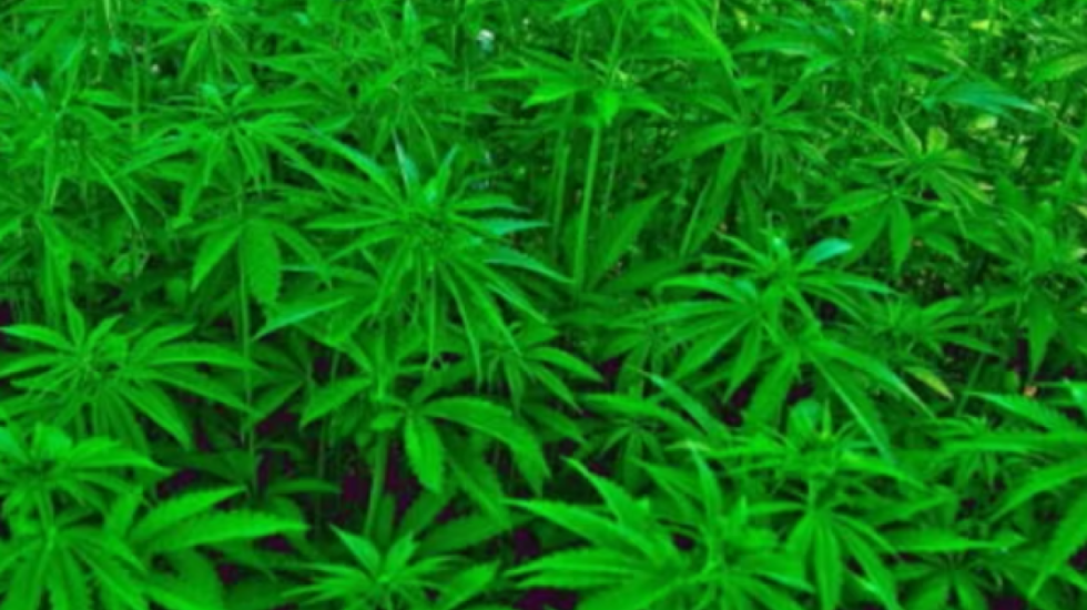 Zjarrfikësit në krye të detyrës zbulojnë plantacionin me 200 rrënjë kanabis