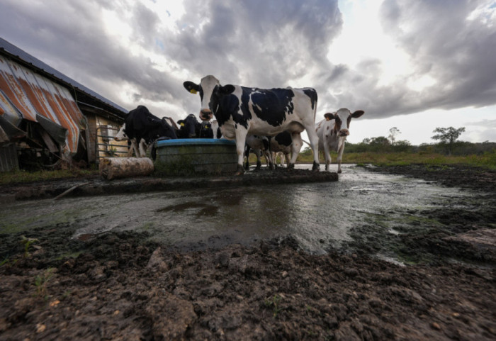 Bllokimi i Hormuzit i la fermerët pa fertilizues, BE-ja i kthehet plehut organik të lopës