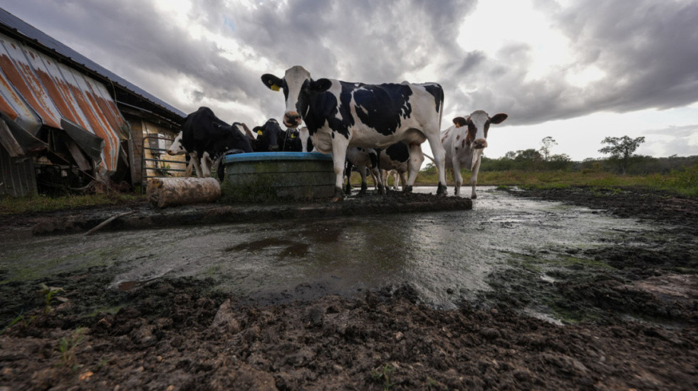 Bllokimi i Hormuzit i la fermerët pa fertilizues, BE-ja i kthehet plehut organik të lopës