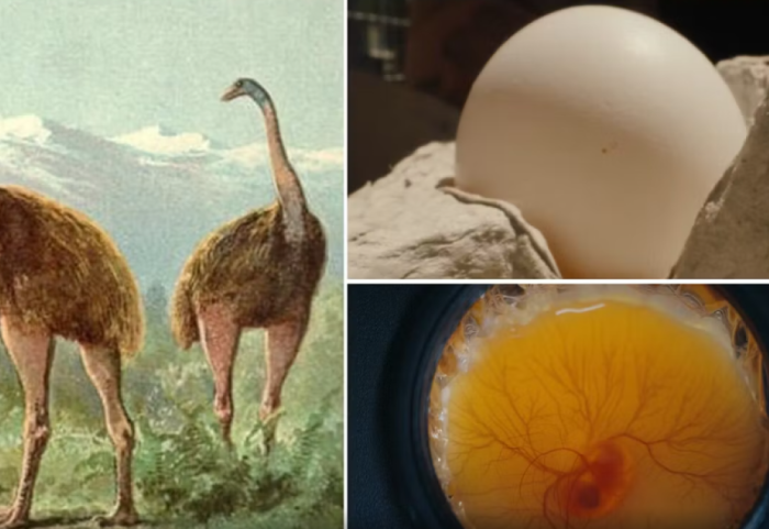 Një vezë artificiale për të rikthyer në jetë Moan gjigante, zogun që u zhduk 600 vite më parë