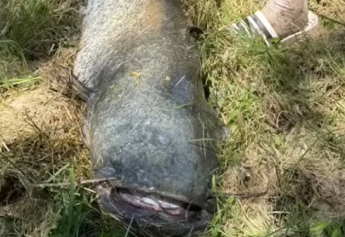 Adoleshenti nxjerr nga lumi një “përbindësh” 65 kilogramë
