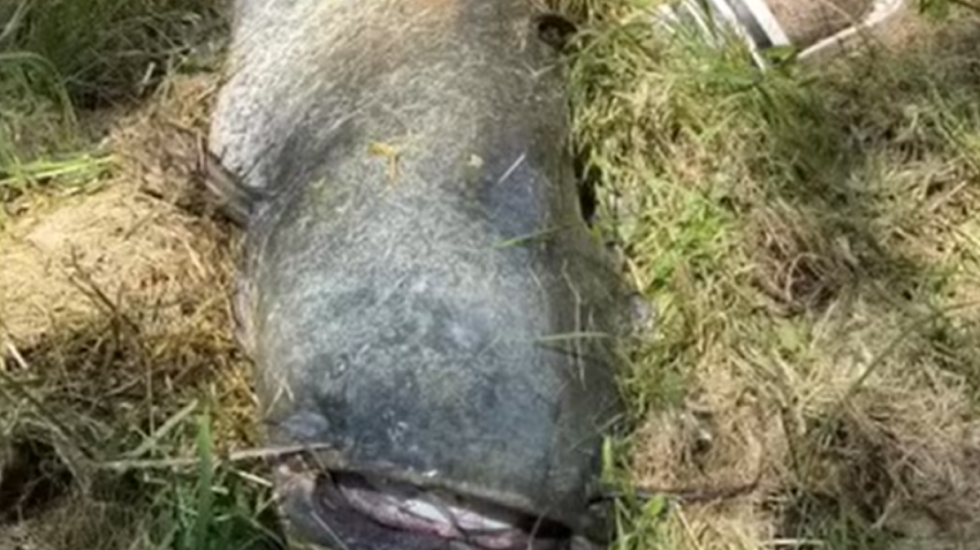 Adoleshenti nxjerr nga lumi një “përbindësh” 65 kilogramë